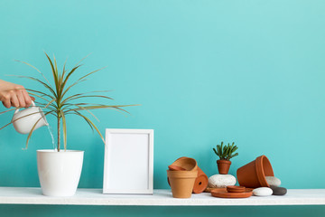 White shelf against pastel turquoise wall with pottery and succulent plant. Hand watering potted dracaena plant.