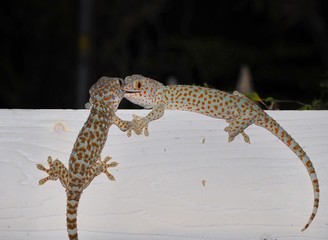 lizard on a white background