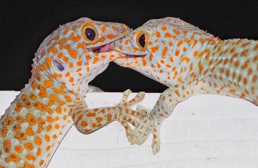 lizard on a background