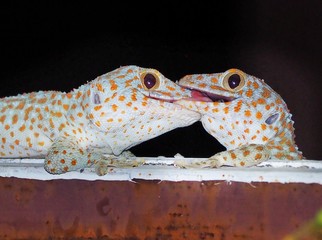 closeup of a gecko