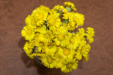 First yellow early spring mother and stepmother flower on empty ground. Tussilago farfara medical plant.