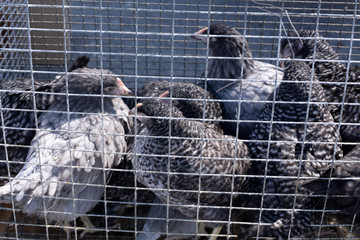 Red chickens brought to a cage sale, selective focus, © baon