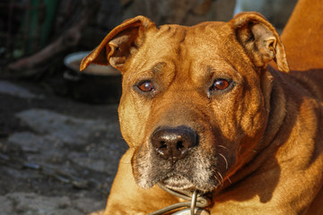 portrait of dog