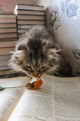 cat and books