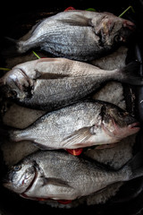 Fisch