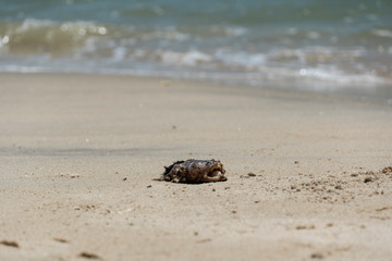 Dead fish body on the tropical beach on sunny day during summer time with fly/insect on fish body. 