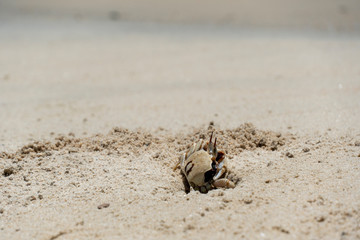 Ghost crab digging hole on the tropical beach on sunny day during summer time . Crab home on the beach. 