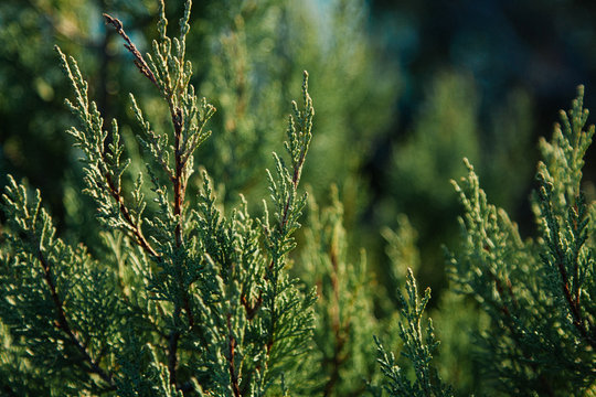 Green background. Cypress Branches
