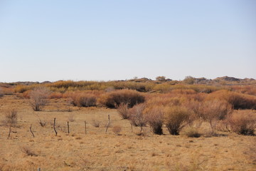 Fototapeta premium herd of wildebeest in africa