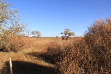 tree in field