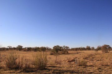tree in field