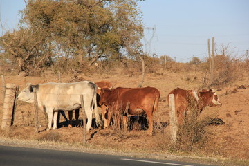 herd of cows