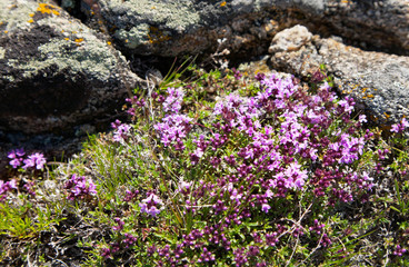 The shore of Lake Baikal in summer. Blooming spicy thyme on the coastal cliffs of Olkhon Island (Lat.Thymus serpyllum)