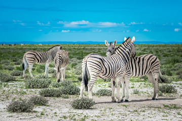 Zebras in Etosha national park, Namibia