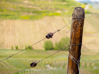 Obraz premium Closeup of a wooden pole and wires supporting a grapevine trellis. Turckheim, France. Agriculture and winemaking industry.