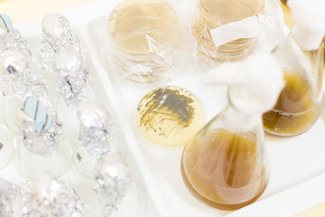 Close up of cell culture samples on LB agar medium in petri dish and bottles in laminar flow. Agar...