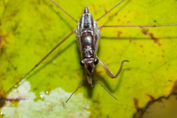 Macro dragonfly on grass leaf, close-up insect in nature, animal wildlife