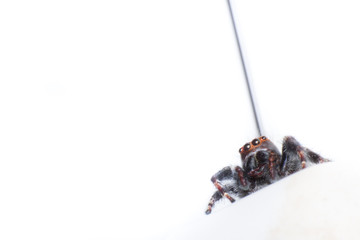isolated spider, macro spider on white background, macro of insect, animal wildlife