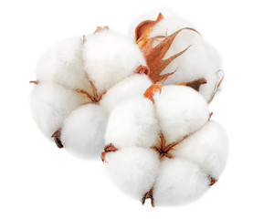 Cotton plant flowers without shadows isolated on white background