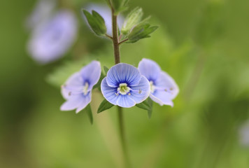 Germander speedwell