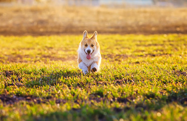 cute red dog puppy Corgi runs merrily on green grass in spring Sunny Park funny sticking out his tongue and throwing up little paws