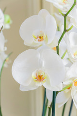 Giant white Phalaenopsis Orchid flower. Blooming tropical plant at home. Domestic gardening