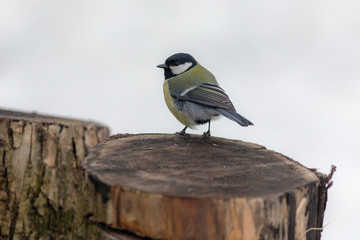 tit on a stump