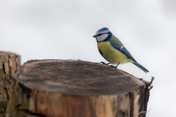 portrait of a blue tit