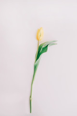 Beautiful yellow tulip flower on white background. Flat lay, top view, copy space. Concept of holiday, birthday, Easter, March 8.