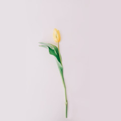 Beautiful yellow tulip flower on white background. Flat lay, top view, copy space. Concept of holiday, birthday, Easter, March 8.