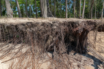 A root of pine trees on tropical beach on sunny day during summer time cause by coastal erosion. Thailand coastal erosion.
