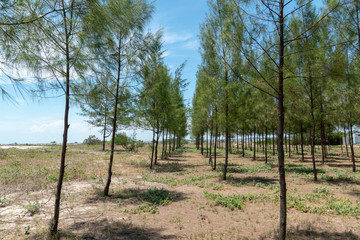 Fototapeta na wymiar A line of small pine trees on tropical weather on sunny day with clear blue sky.
