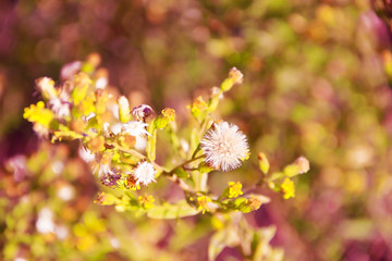 yellow and white flowers on a background of green leaves