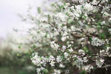 Blossom tree over nature background/ Spring flowers/Spring Background