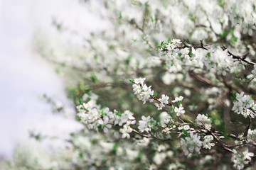 Blossom tree over nature background/ Spring flowers/Spring Background