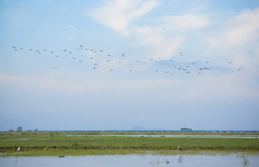 A flock of birds flying in the sky over the green field and lake