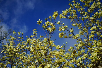 Yellow magnolia flower on a tree in Spring