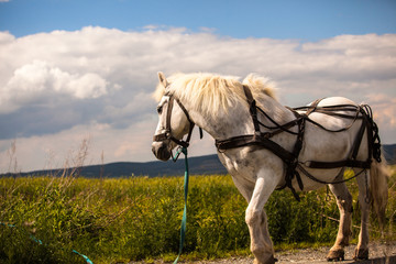 Workhorse on the field