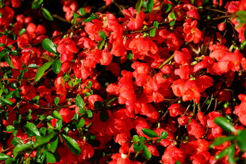 Red orange blooms of flowering quince chaenomeles shrub