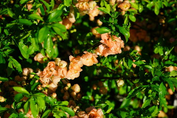 Red orange blooms of flowering quince chaenomeles shrub