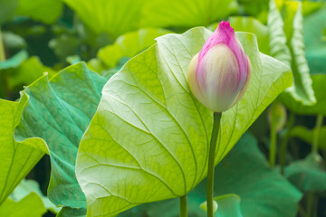 Delicate bud of a pink lotus flower with green leaf as background, growing in the Shinobazu Pond, a part of Ueno public Park in Tokyo, Japan. Seen on a bright summer day.