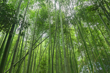 Famous evergreen plants surrounding on a beautiful bright day in the Arashiyama Bamboo Grove, a Kyoto's top sight, Japan.