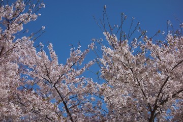 日本の桜