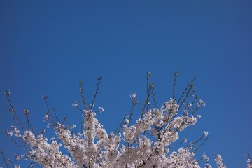 日本の桜