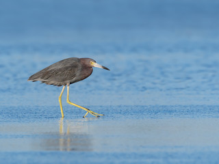 Tricolored Heron Foraging on the Pond
