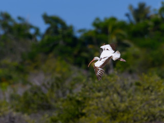 American White Ibis in Flight against Green Trees