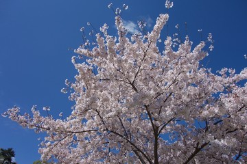 日本の桜