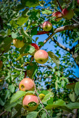 Home Grown Apple tree
