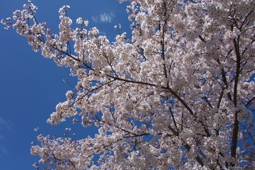 日本の桜