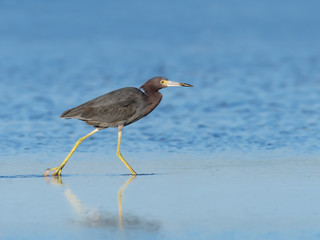 Little Blue Heron Walking on the Pond